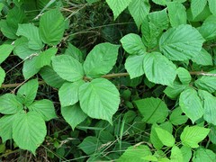 Rubus rhombifolius