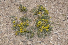 Calobota acanthoclada