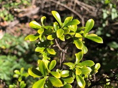 Psychotria daphnoides