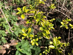 Psychotria daphnoides