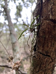 Sarcochilus hillii