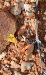 Cephalophyllum numeesense