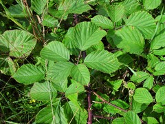 Rubus nemoralis