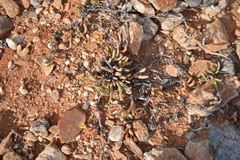 Cephalophyllum numeesense