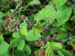 Rubus nemoralis