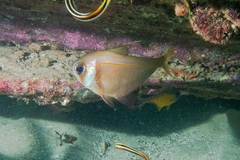 Pempheris compressa