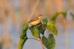 Motacilla flava