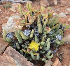 Cheiridopsis acuminata