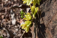 Adenia glauca