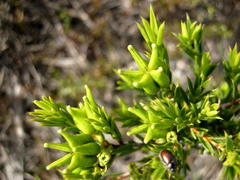 Diosma aristata