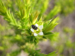 Diosma aristata