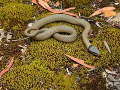 Elapognathus coronatus