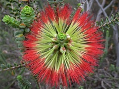 Melaleuca orbifolia