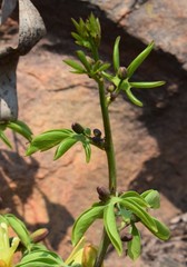 Adenia glauca