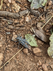 Zographus hieroglyphicus