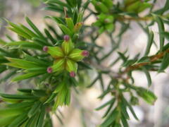 Diosma aristata