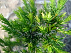 Diosma aristata