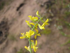 Lebeckia gracilis