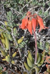 Cotyledon orbiculata orbiculata