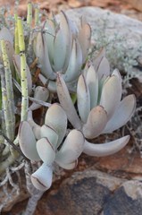 Cotyledon orbiculata orbiculata