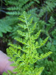 Anemia vestita