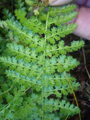 Anemia vestita