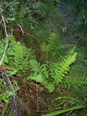 Anemia vestita