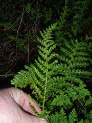 Anemia vestita
