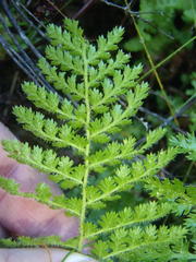 Anemia vestita