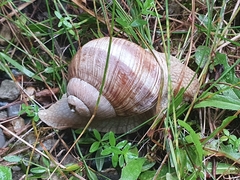 Helix pomatia