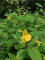 Impatiens noli-tangere