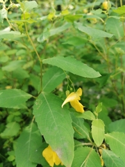 Impatiens noli-tangere