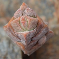 Crassula deceptor