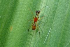 Coleosoma