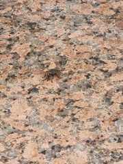 Arthropoda