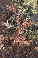 Crassula expansa pyrifolia