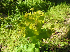 Smyrnium perfoliatum