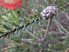 Melaleuca orbifolia