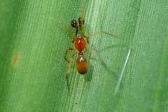 Coleosoma