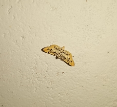 Pycnarmon alboflavalis