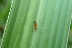 Coleosoma