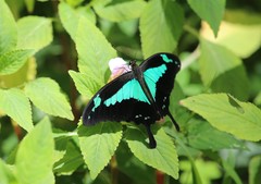 Papilio phorcas