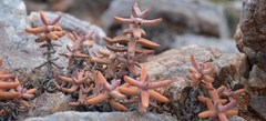 Crassula grisea