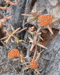Crassula macowaniana