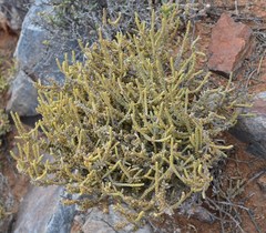 Crassula muscosa muscosa
