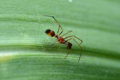 Coleosoma