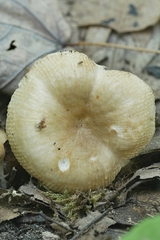 Russula amerorecondita