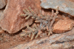 Crassula muscosa obtusifolia