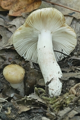 Russula amerorecondita