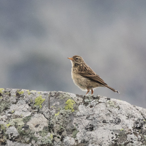 Bisbita alpino (Anthus spinoletta)